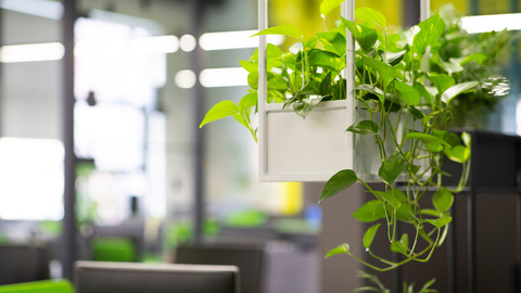 Rostliny v kancelářích